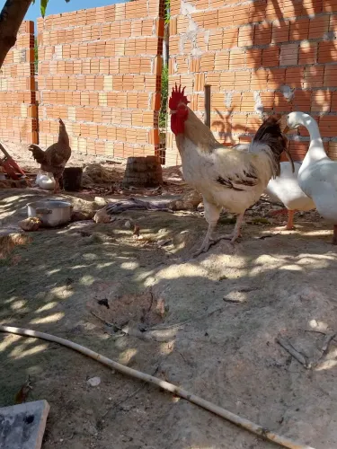 Galo