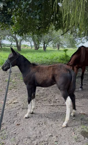 Potra Mangalarga Marchador
