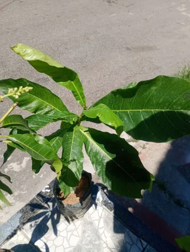 Genipapeiro, goiabeira e outras...