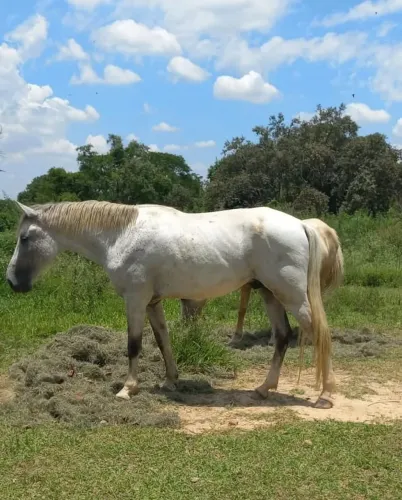 Cavalo Marchador