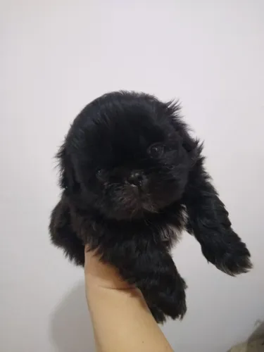 Shih tzu 