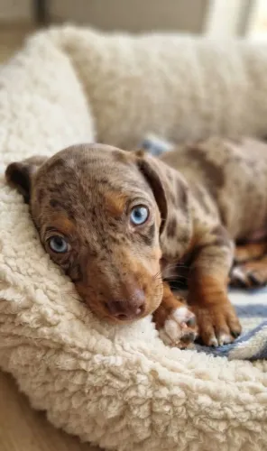 Filhote de Basset dachshund Fêmea Chocomerle Olho Azul