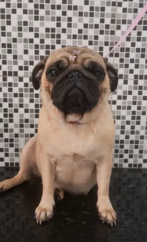 Pug procura namorado