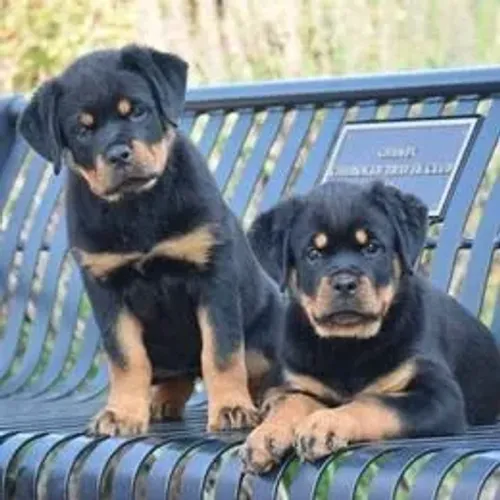Rottweiler,Rottweiler Filhote Vacinado e Vermifugado