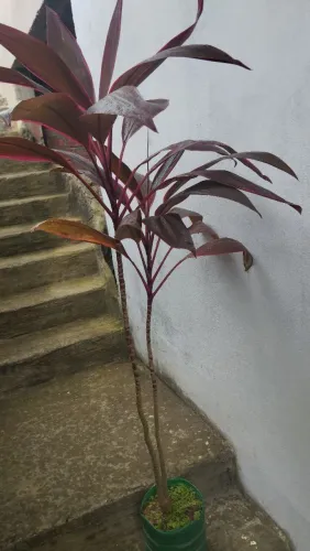 Plantas: Comigo ninguém pode,Espada de Ogum, Palmeiras Ráfia,Pião roxo etc....