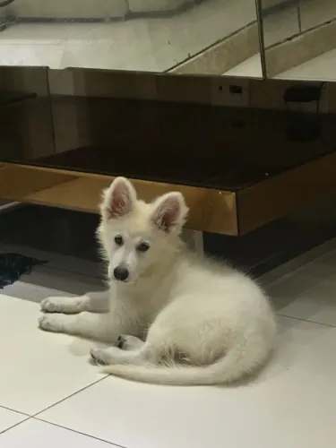 Cachorro