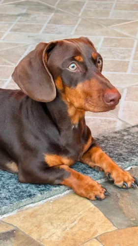 Vende-se Dachshund - Macho - 8 meses
