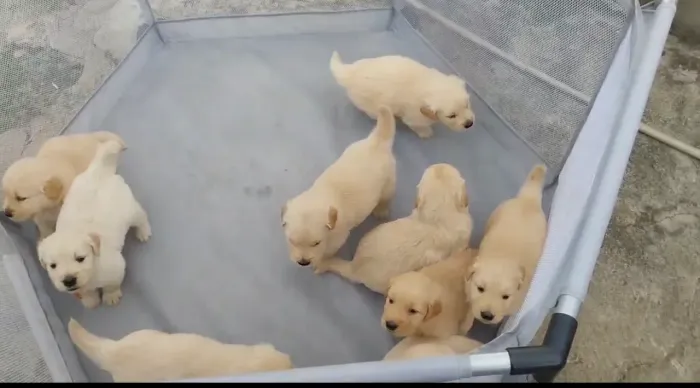 Golden retriever filhote (ninhada)