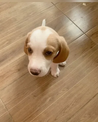 Beagle Seu futuro companheiro está a um passo