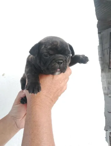 Bulldogue Francês