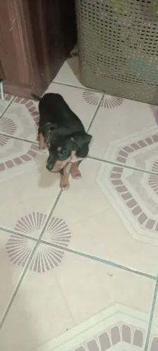 Vendo cachorro pinscher número 1 ,300$ pra sair hoje