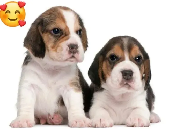 Beagle Mini Filhotes Absolutos. 