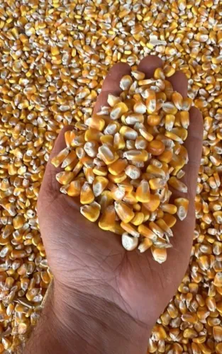 Milho Padrão 1 e Farelo de Soja 60kg Direto do Produtor