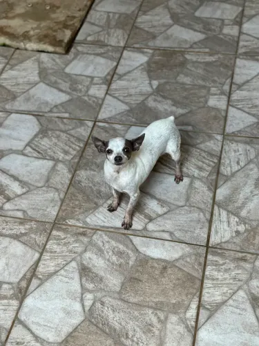 Vendo cachorro Pinscher macho exótico