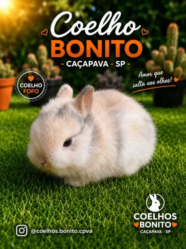 Coelho anão Dwarf menor do mundo