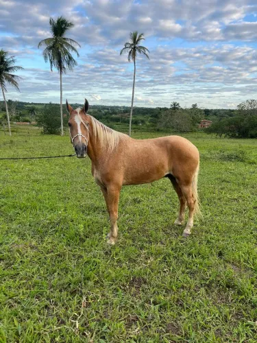 Cavalo castrado