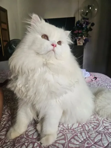 Vendo gato persa macho, castrado,ele tem 1 ano.Vacinas em dias,muito bonzinho.vou viajar.