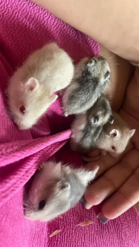 5 Hamster 