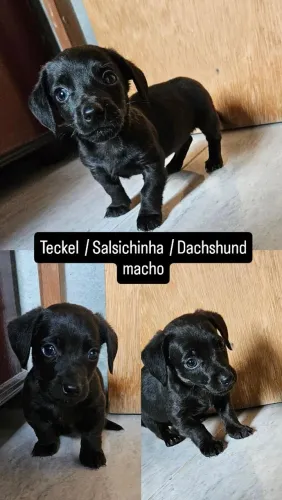 Dachshund Salsichinha macho