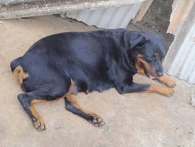 Filhotes de rottweiler