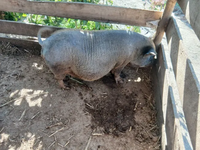 Porca Caruncho pequena prenha