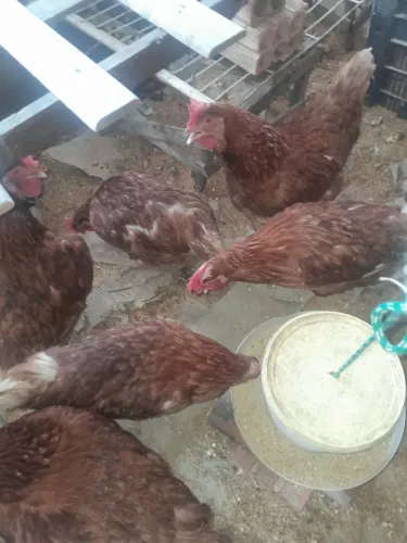 Vende-se galinha Embrapa 051