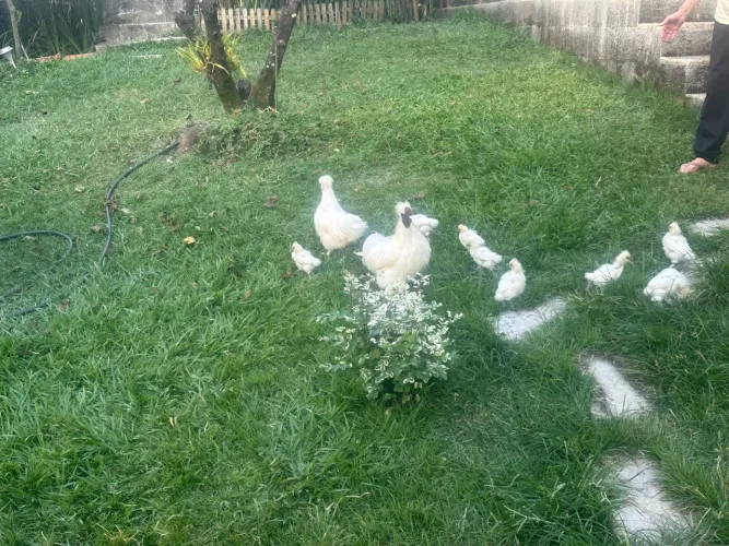 Pintinhos de Sedosa Japonesa