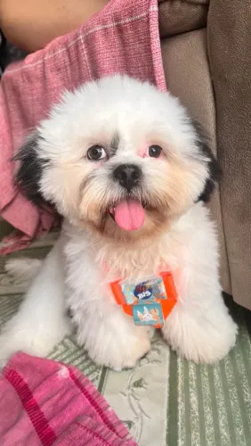 Vendo Shih tzu 300$ reais apaenas 1 ano