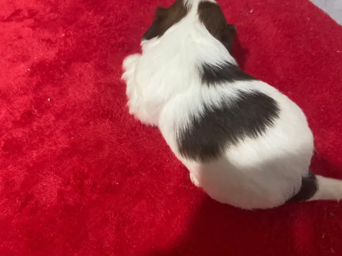 Vendo lindos filhotes de Shi-tzu, nascidos no dia 31/08/2026.