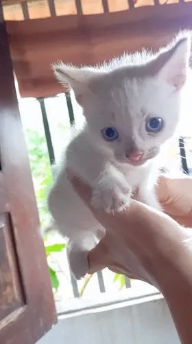 Adote um gatinho 