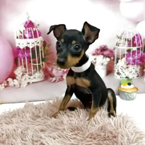 Pinscher/Pincher Baby Perfeito para Casa Macho e Fêmea Vacinados SP