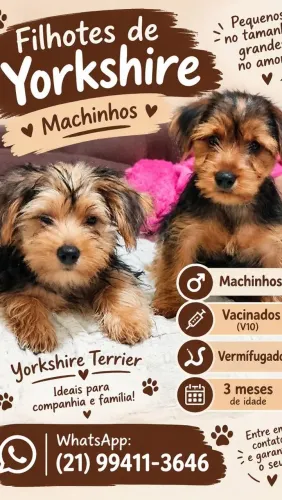 Filhotes Yorkshire