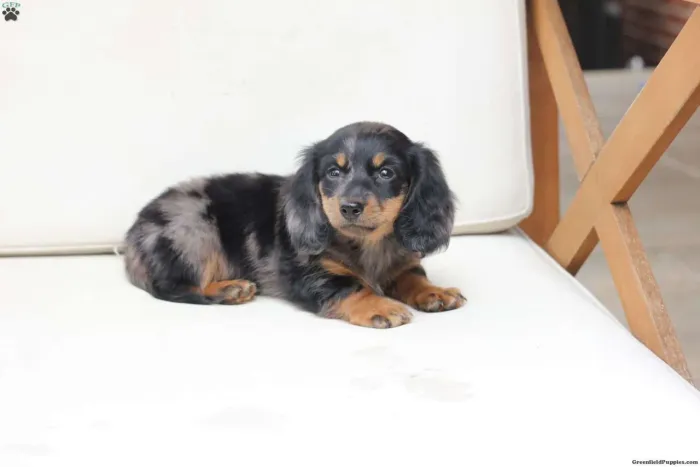 Dachshund Arlequim pelo longo | Aproveite e reserve hoje mesmo 