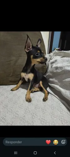 Pinscher fêmea
