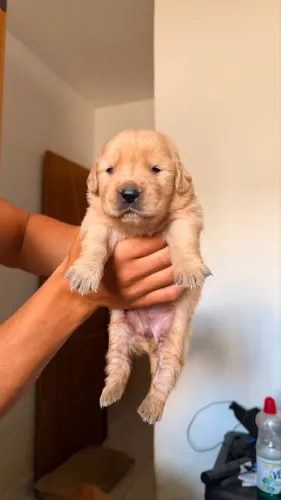 Golden retrieve cachorro