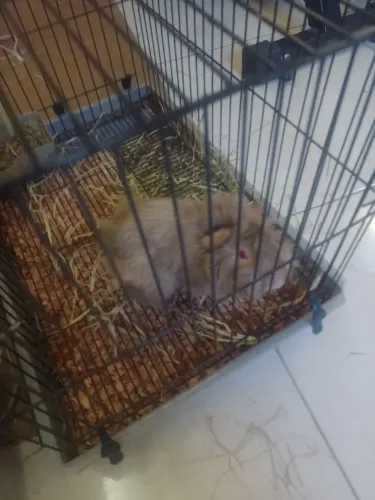 Porquinho da índia 