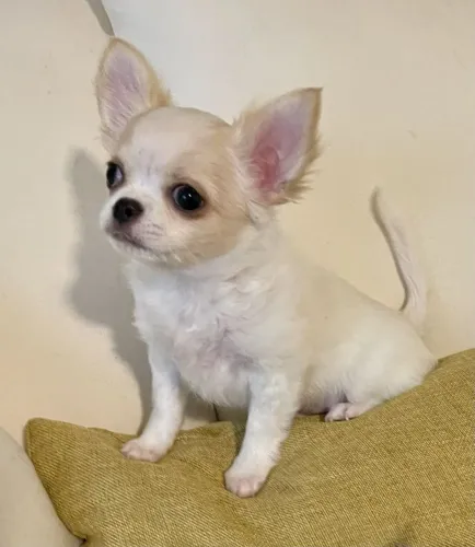 Chihuahua lindo demais