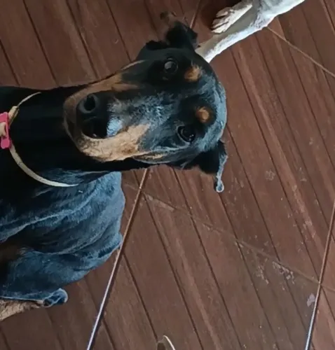 Doberman de 1 ano e meio femea 