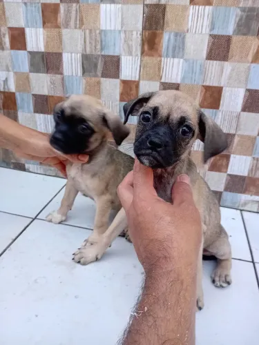 Lindos filhotes cruzamento de pug com poodle toy.