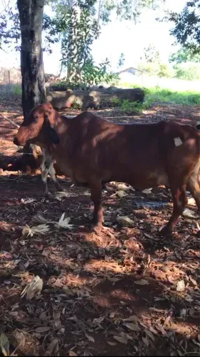Vaca Gir Leiteira 