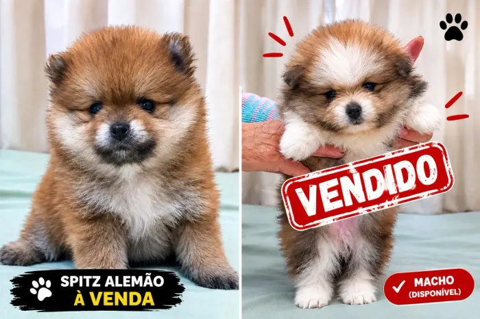 Lindos filhotes de Spitz Alemão 