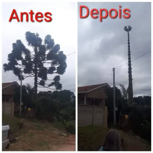 Poda e corte 