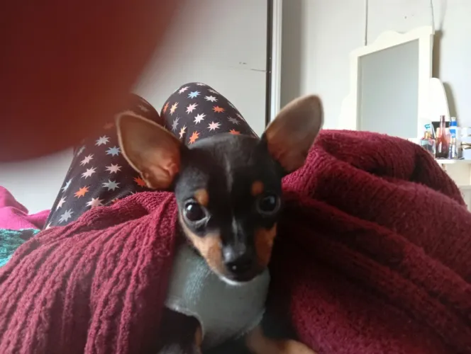 Cachorrinho Pincher o