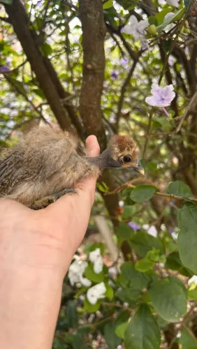 Sedosa do japão