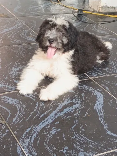 Cachorro filhote Felpudo