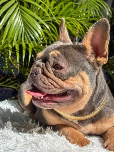 Fêmea de buldogue francês