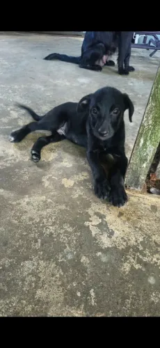 Filhote macho para adoção 