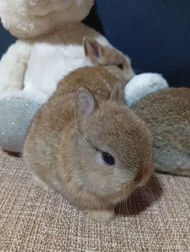 Vende se lindos coelhos anões Netherland