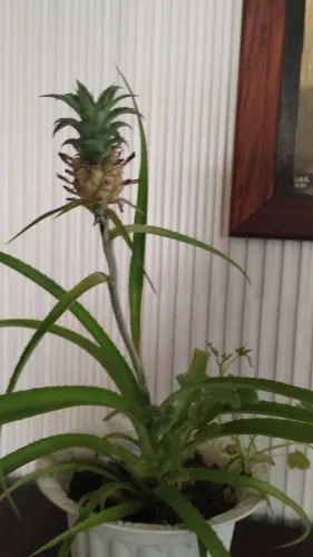 Planta Mini Abacaxi Ornamental