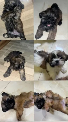 Vendo filhotes de shih tzu